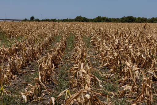 Dying corn crops