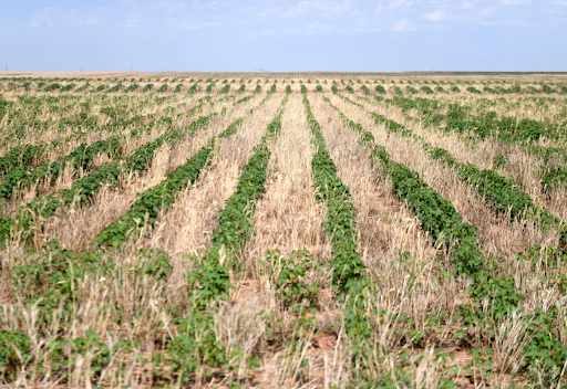 Struggling Cotton Crops in Lynn County Texas