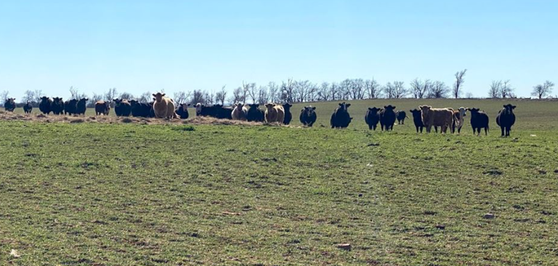 Grazing cows on Oklahoma pasture land