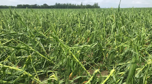 Crop damage due to hail and strong winds